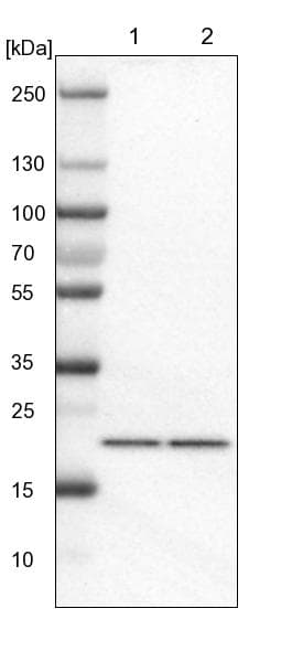 Anti-TMED2 antibody(ab251705)