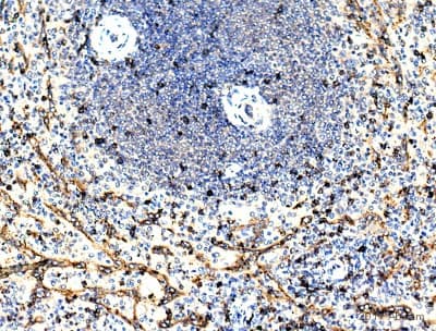 Anti-CD8 alpha antibody(AB4055)
