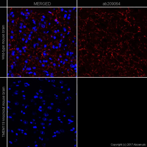 Anti-TMEM119 antibody [28-3] - Microglial marker(AB209064)