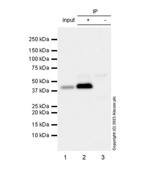 VeriBlot for IP Detection Reagent (HRP)(AB131366)