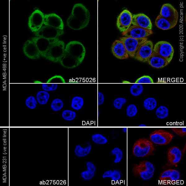Psoriasin Antibody Epr23482 38 Ab275026  Immunocytochemistry Immunofluorescence Img128781