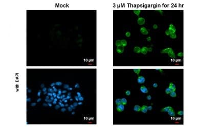 Anti-LC3B antibody - N-terminal(AB229327)