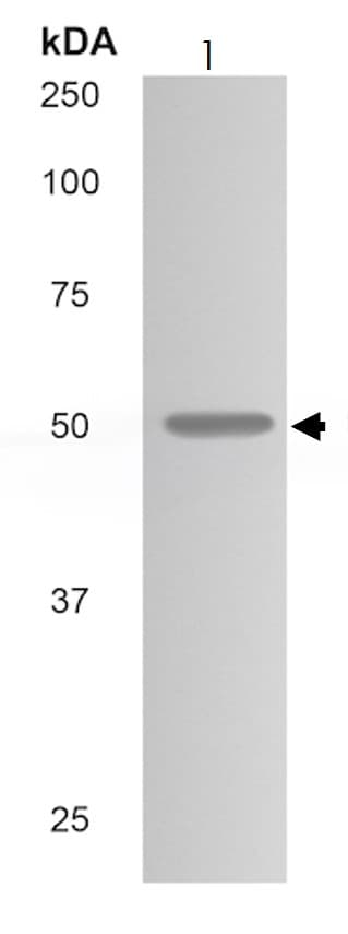 Anti-CXCR2 antibody [MM0222-7J40](AB89254)