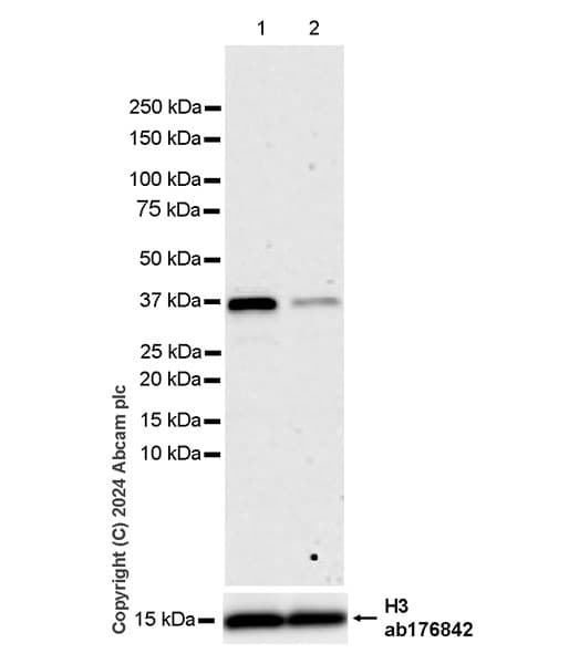 Anti-Histone H3 antibody [EPR16987] - Nuclear Marker and ChIP Grade(AB176842)