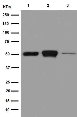 Anti-beta IV Tubulin antibody [EPR16775] - BSA and Azide free(AB250103)