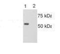 Anti-LMAN1 antibody(AB32583)