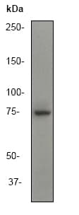 Anti-Ezrin antibody [EP886Y] - Plasma Membrane Marker(AB40839)