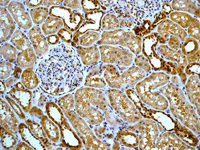 Fkbp52 Antibody Epr6618 Bsa And Azide Free Ab240535  Immunohistochemistry Formalin Pfa Fixed Paraffin Embedded Sections Img137163