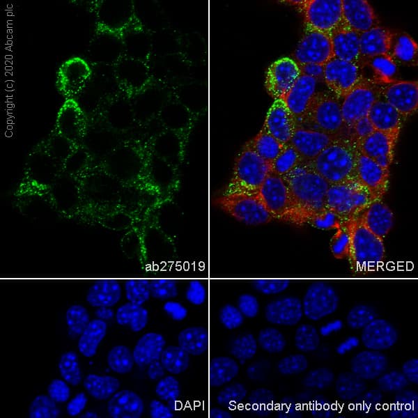 Anti-Chromogranin C/SGII antibody [EPR23876-52] - BSA and Azide free(AB275028)