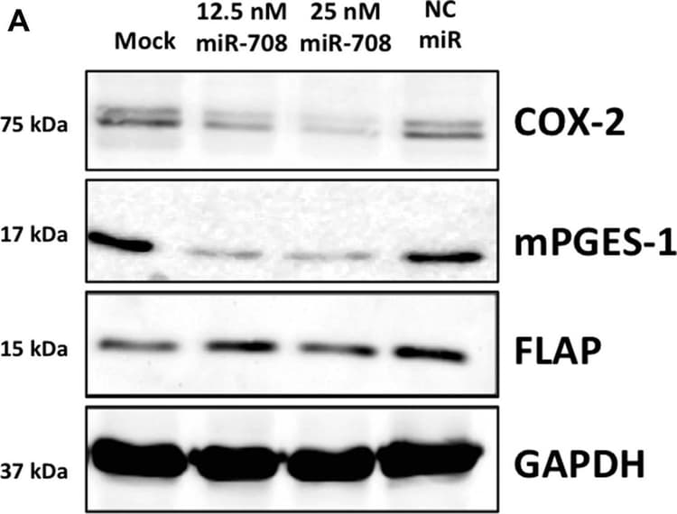 Anti-Prostaglandin E Synthase/MPGES-1 antibody [EPR13765](AB180589)