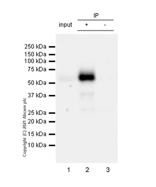 Anti-CD4 antibody [RM1013](AB288724)
