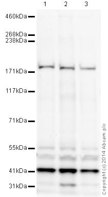 Cacna1a Antibody Ab32642  Western Blot Img93193