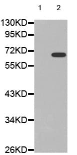 Nf Kb P65 Phospho S311 Antibody Ab194926  Western Blot Img31235