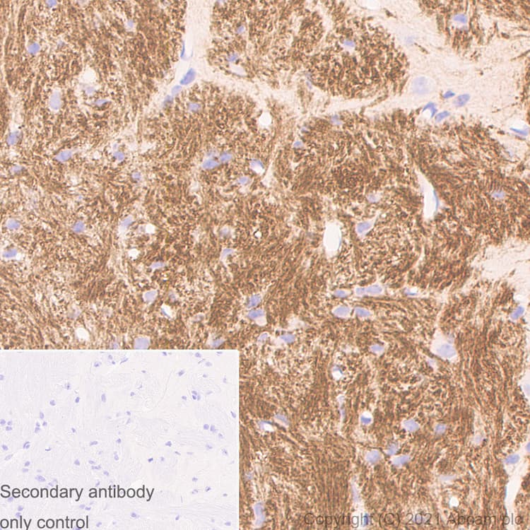 Myelin Plp Antibody Plpc 1 Ab9311  Immunohistochemistry Formalin Pfa Fixed Paraffin Embedded Sections Img167346