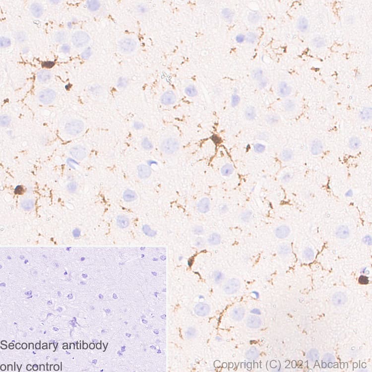 Anti-Iba1 antibody [EPR16589] - Mouse IgG1 (Chimeric)(AB283319)