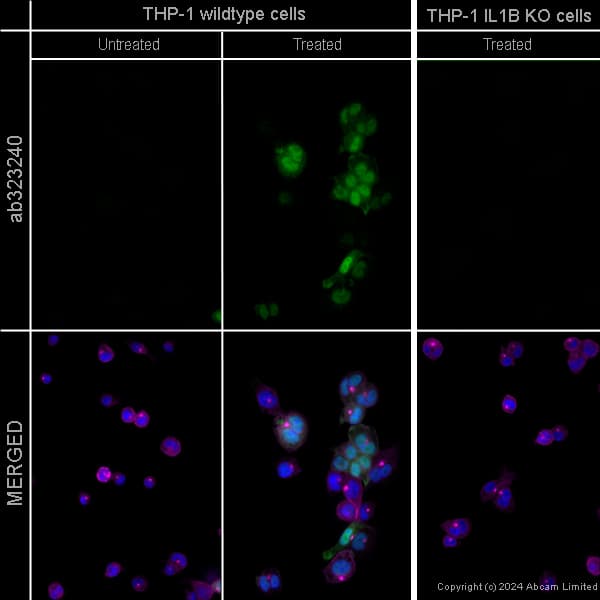 Goat Anti-Chicken IgY H&L (Alexa Fluor® 488) preadsorbed(AB150173)