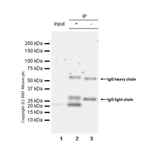 Anti-MAX antibody [EPR19352] - ChIP Grade - BSA and Azide free(AB236028)