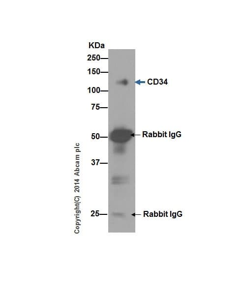 Anti-CD34 antibody [EP373Y](AB81289)