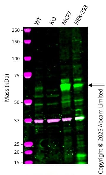Anti-S6K1 antibody [E343] - BSA and Azide free(AB203558)