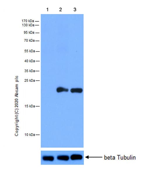 Tifa Antibody Epr20925 114 Ab239352  Western Blot Img23323