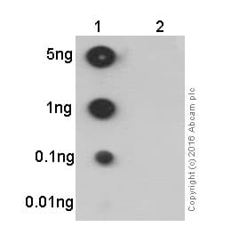 Anti-NF-kB p65 (phospho S536) antibody [EP2294Y](AB76302)