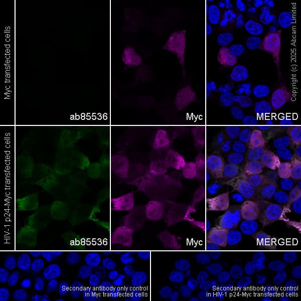 Anti-Myc tag antibody(AB9106)