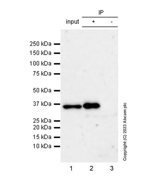 Anti-RFP antibody [EPR28246-45](AB314225)