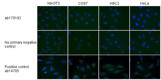 Anti-MTCO1 antibody [1D6E1A8](AB14705)