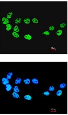 Cdc26 Apc12 Antibody Ab96346  Immunocytochemistry Immunofluorescence Img113370