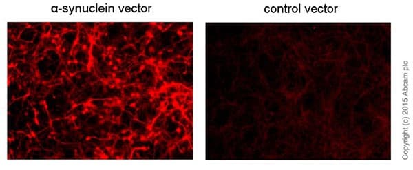 Anti-Alpha-synuclein aggregate antibody [MJFR-14-6-4-2] - BSA and Azide free(AB214033)