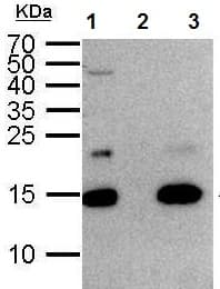 Anti-Histone H2A.Z antibody - ChIP Grade(ab97966)