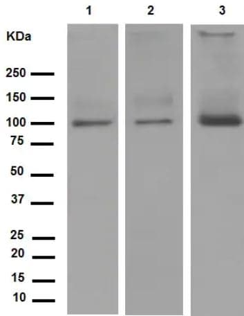 Anti-Sodium Potassium ATPase antibody [EP1845Y] - BSA and Azide free(AB167390)