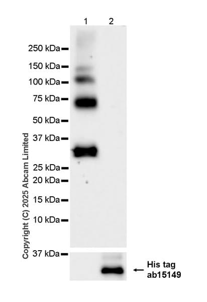 Anti-6X His tag® antibody [AD1.1.10](AB15149)