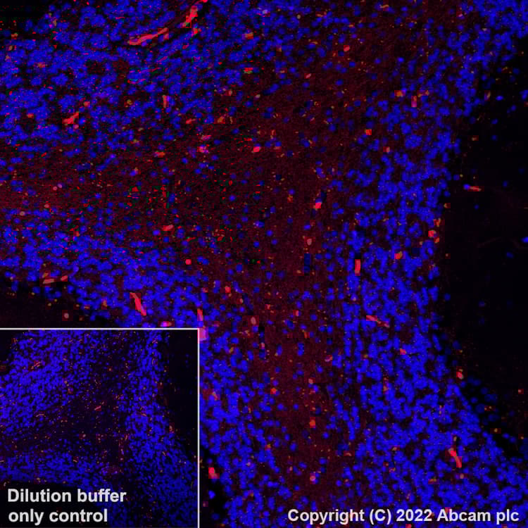 Alexa Fluor® 594 Anti-Myelin oligodendrocyte glycoprotein antibody [EPR22629-310](AB305372)