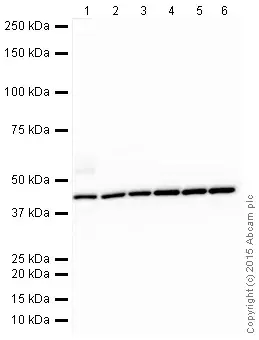 Anti-beta Actin antibody(AB8227)