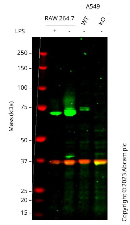 Anti-COX2 / Cyclooxygenase 2 antibody [EPR12012](AB179800)