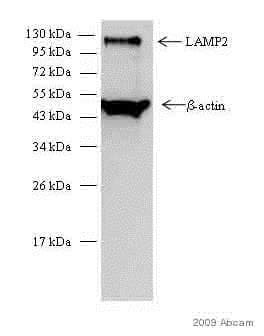Anti-LAMP2 antibody [H4B4] - Lysosome Marker(AB25631)