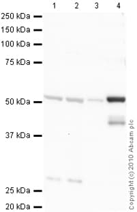 Detyrosinated Alpha Tubulin Antibody Loading Control Ab48389  Western Blot Img85337