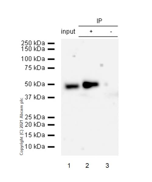 Anti-CCDC98 antibody [EPR6310(2)] - BSA and Azide free(AB248872)