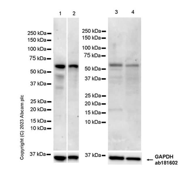 Anti-USP30 antibody [EPR27024-81](AB314749)