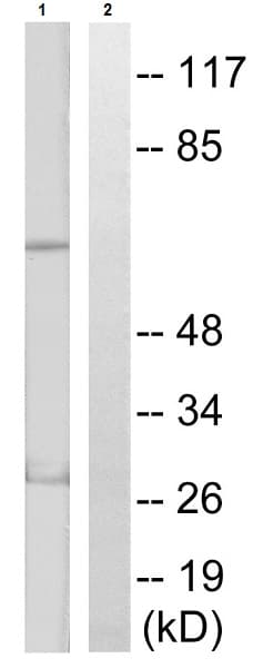 S6k1 Phospho T389 T412 Antibody Ab60948  Western Blot Img89118