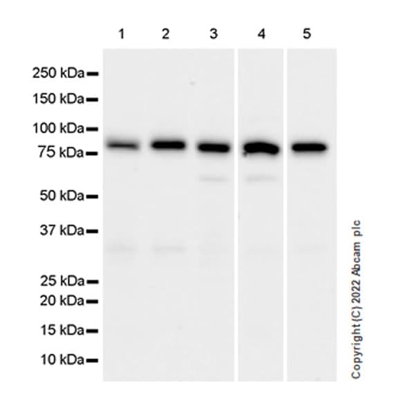 Anti-IKKi/IKKe+NAK/TBK1 antibody [EPR25258-15](AB289973)