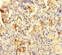 Cotl1 Antibody Ab235833  Immunohistochemistry Formalin Pfa Fixed Paraffin Embedded Sections Img73023