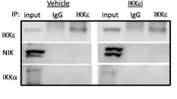 Immunoprecipitation kit(AB206996)