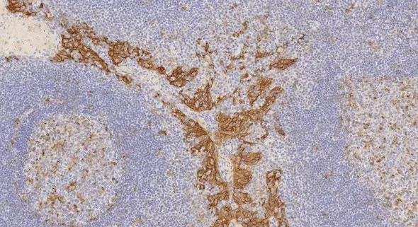 Anti-PD-L1 antibody [73-10] - BSA and Azide free(AB226766)