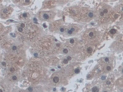 Cd300c Antibody Ab232789  Immunohistochemistry Formalin Pfa Fixed Paraffin Embedded Sections Img131178