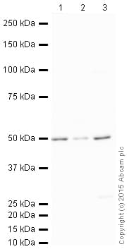 HRP Anti-LXR alpha antibody [EPR6508(N)](AB205874)