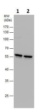 Anti-TUBA4A antibody(AB228701)