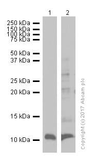 Anti-BANF1/BAF antibody [EPR7668](AB129184)