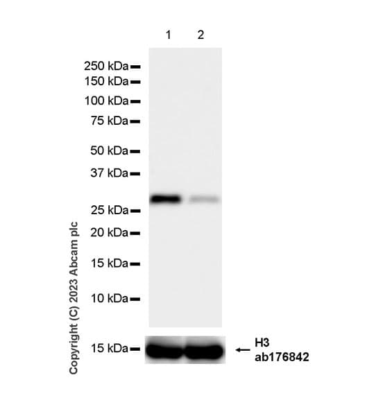 Anti-VAPB antibody [EPR27026-50](AB315013)